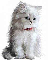 Кішкам Кішкам