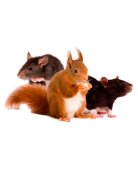 Гризунам Гризунам